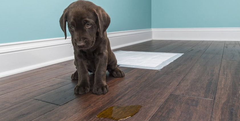 Removing Urine Smell From Carpet, How To Remove Urine Odor From Laminate Floor